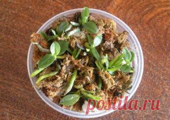 Как правильно посадить орхидею в домашних условиях