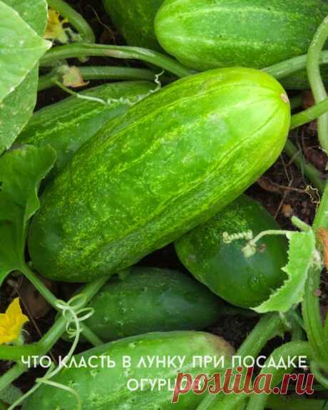 Что класть в лунку при посадке огурцов — Идеальное решение!