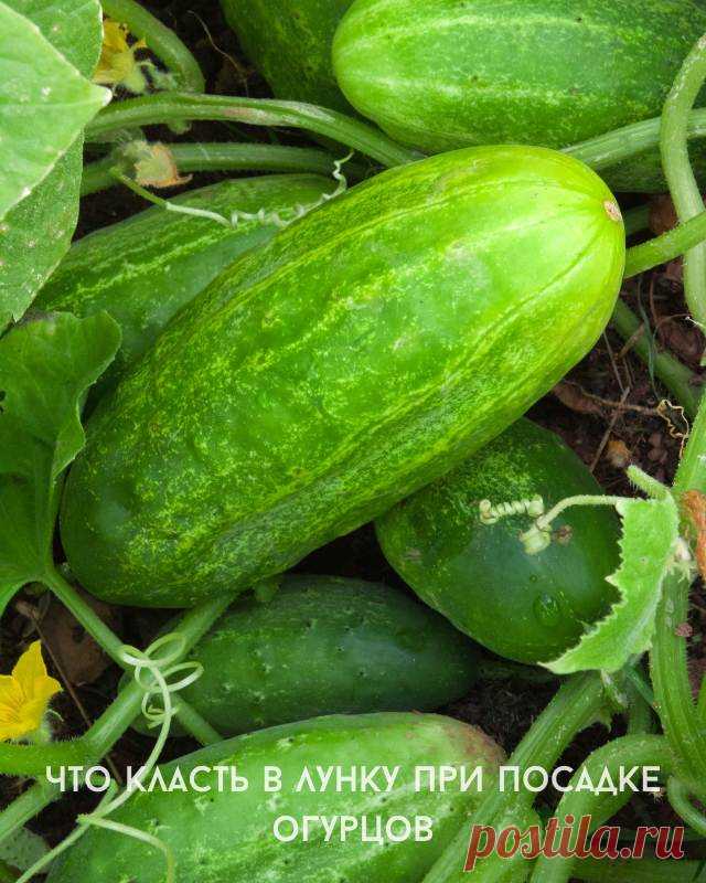 Что класть в лунку при посадке огурцов — Идеальное решение!