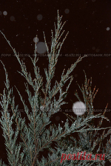 Close-up of evergreen plant, dark cold winter night, snow bokeh Стоковое фото, фотограф Ilaronsia / Фотобанк Лори