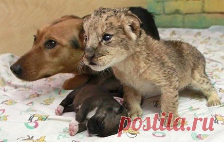 странные парочки