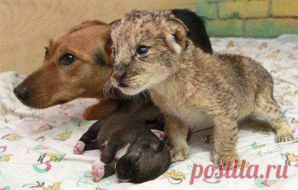 странные парочки