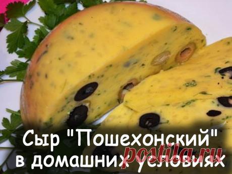 Сыр пошехонский в домашних условиях