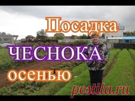 Посадка чеснока. Посадка чеснока под зиму.