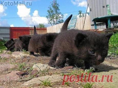 На встречу новым приключениям | KotoMail.ru