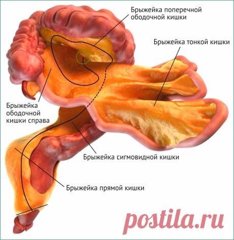 Брыжейка: структура, функции и её роль в развитии заболеваний | MEDACH