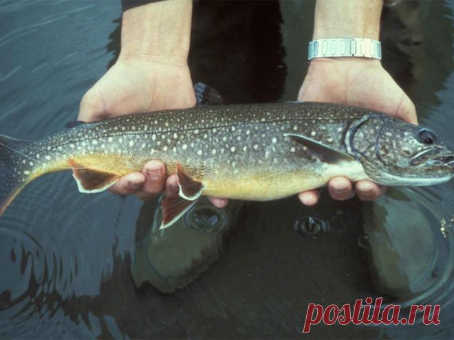 Ученые назвали самую полезную в мире рыбу Красноярские ученые назвали самую полезную для здоровья рыбу — это обитающий в сибирских озерах боганидский голец. В его мясе много ценных микроэлементов и омега-3 жирных кислот. С мнением специалистов согласились в Росрыболовстве. Сейчас ведомство...