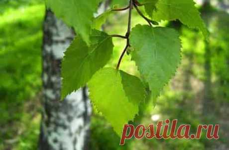 Берёзовые листья лечебные свойства и противопоказания