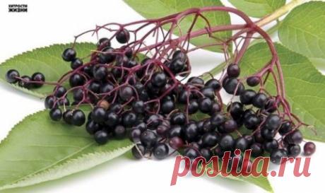 Лекарство от рака...