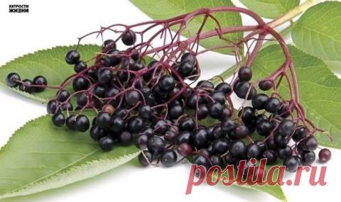 Лекарство от рака...