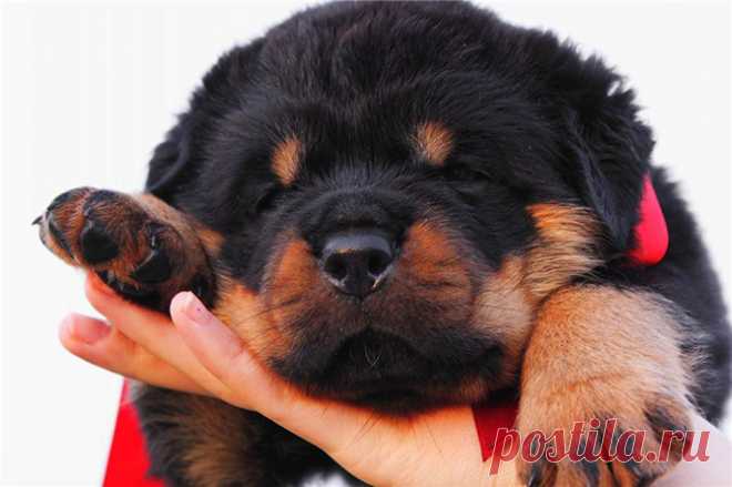 10 самых преданных пород собак