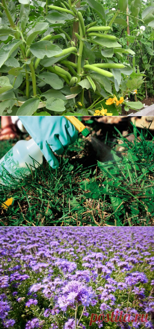 Чем засеять огород, чтобы не росли сорняки 