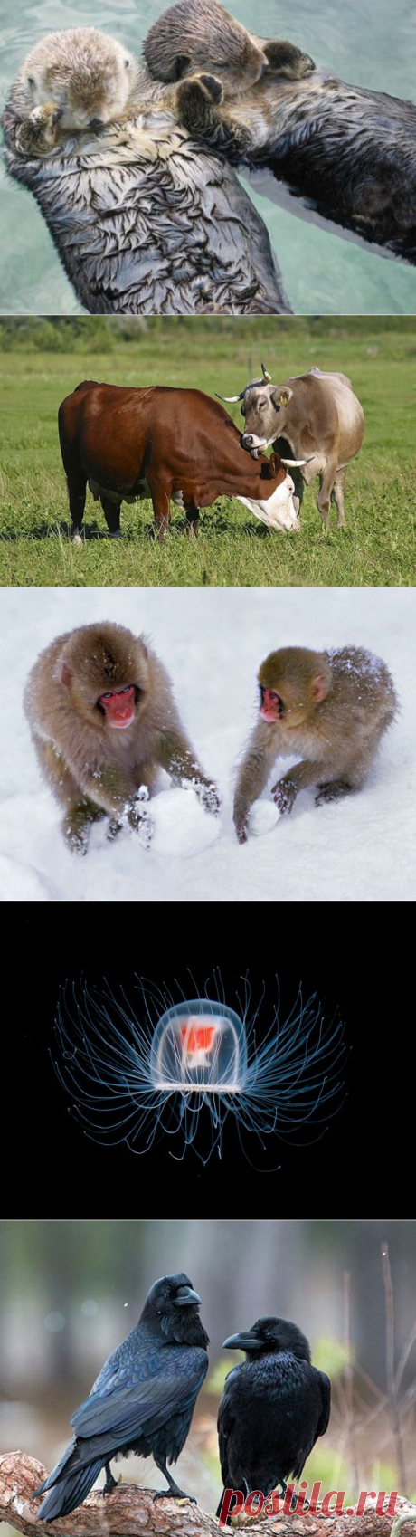 30 фактов о животных, которые поднимут вам настроение