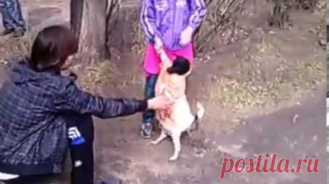 Собака убила всех