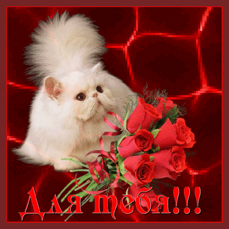 Фото группы | Фотографии Мир анимашки | 1131 фото | Группы Мой Мир