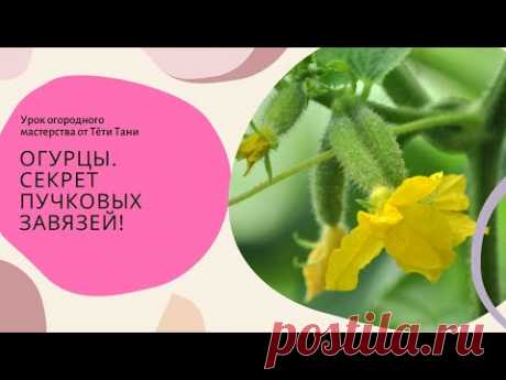 Огурцы. Секрет пучковых завязей.