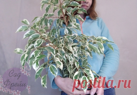 Как помочь фикусу бенджамина, теряющему листья (зимой). Мой почти не сбрасывает их – рассказываю | 6 соток