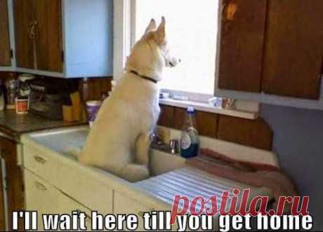 Separation anxiety #funny #dog﻿