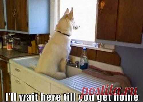 Separation anxiety #funny #dog﻿