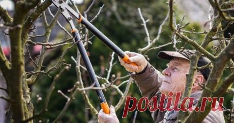 Как омолодить старую яблоню – полезные советы для начинающих Правильная обрезка яблони – не самый простой процесс. Для того чтобы не навредить дереву, а улучшить его состояние и стимулировать плодоношение, нужно соблюдать ряд важных правил. Если вы новичок в садоводстве, заранее ознакомьтесь с ними.