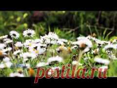 (+1) тема - Лето. Природа. Гармония. | ВИДЕОСМАК