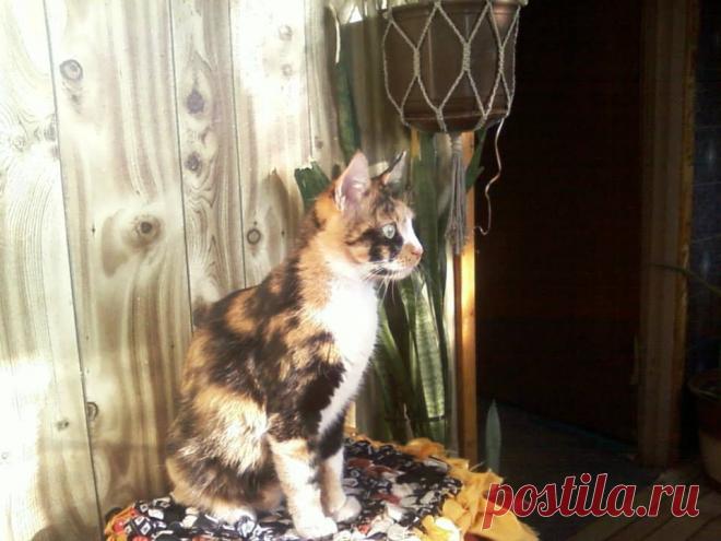 шкода)))Жанна Соловьёва