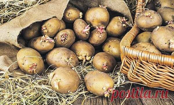 Что можно сажать после картофеля на следующий год: таблица Что можно сажать после картофеля на следующий год в открытом грунте на грядке. Таблица севооборота. Можно ли сажать горох, капусту, томаты или клубнику.