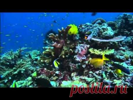 Грёзы Кораллового моря. Пробуждение