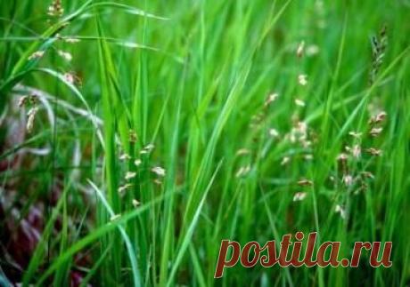 Зубровка, лечебные свойства, применение и рецепты