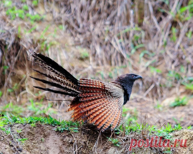 Фазанья шпорцевая кукушка: Яйца не подкидывает, не кукует, избегает полёта.