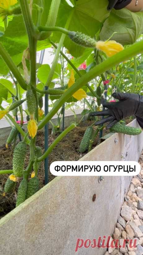 Рубрика РАЗБОР растения

Всем доброе утро. 

Каждую неделю мы с вами разбираем растение. Сегодня огурцы. Если у вас есть вопросы ко мне или хотите услышать моё мнение, пишите в комментариях под этим постом. 

Расскажу, что в этом году у меня с огурцами)

🥒Посев сухими семенами сразу в грядку 5 апреля. Ранний, но решила рискнуть. Результатом довольна. С конца мая едим свои огурцы. 

🥒Посев частый, через каждые 15-20 см. Огурцы веду в один ствол. 

🥒Предпочтение отдаю тол...