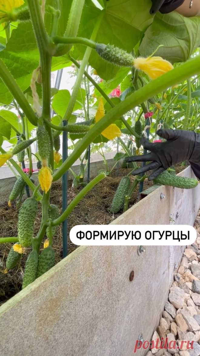 Рубрика РАЗБОР растения

Всем доброе утро. 

Каждую неделю мы с вами разбираем растение. Сегодня огурцы. Если у вас есть вопросы ко мне или хотите услышать моё мнение, пишите в комментариях под этим постом. 

Расскажу, что в этом году у меня с огурцами)

🥒Посев сухими семенами сразу в грядку 5 апреля. Ранний, но решила рискнуть. Результатом довольна. С конца мая едим свои огурцы. 

🥒Посев частый, через каждые 15-20 см. Огурцы веду в один ствол. 

🥒Предпочтение отдаю тол...