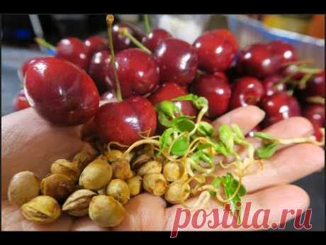 Cách ươm hạt cherry , trồng cây cherry.ở Mỹ,How to grow cherry tree from seed.