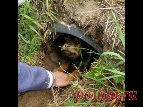 ОНА ПОЛОЖИЛА СВОИ ЛАПКИ НА МОЮ РУКУ И ПОПРОСИЛА О ПОМОЩИ...#СПАСЕНИЕЖИВОТНЫХ