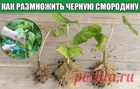 Как размножить черную смородину черенками летом. Простой способ
Черной смородины у меня на участке очень много, разных сортов. Для их сохранения летом провожу размножение смородины в помощью зеленых черенков. Процесс довольно простой и эффективный. Подробнее расскажу о том, как можно размножить черную смородину в июле.
Преимущества размножения черной смородины зелеными черенками:
Летом смородина быстро приживается и укореняются.,
С молодыми черенками не передается почковый клещ и стеклянница.