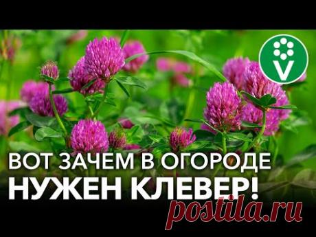 КЛЕВЕР КАК СИДЕРАТ: задушит болезни и вредителей, обогатить почву азотом! Плюсы и минусы клевера