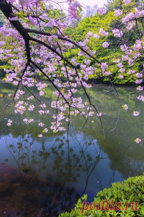 ༺🌸༻Живите долго… 
Вам так много надо: 
Успеть влюбиться, вырастить детей, 
Сад посадить… 
И чтоб над этим садом 
Еще сто лет плыл аромат ветвей. 
И чтобы жизнь вас щедро осенила 
Великим даром украшать ее. 
А если вдруг на все не хватит силы, 
Она отдаст вам мужество свое... 
 

Андрей Дементьев