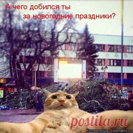 Cамые смешные котоматрицы - 49 картинок