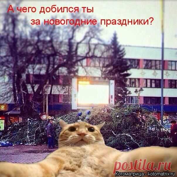Cамые смешные котоматрицы - 49 картинок