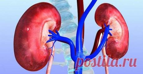 Напитки, которые помогут очистить почки... - Познавательный сайт ,,1000 мелочей&quot; - медиаплатформа МирТесен Почки отвечают за поддержание благосостояния нашего тела путем фильтрации крови. Они поглощают питательные вещества из кровотока и через него же выводят из организма токсины и другие вредные вещества. Несмотря на то, что почки обладают способностью самоочищаться, не лишним будет помочь им немного