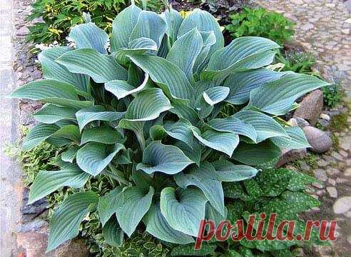 12 лучших многолетников