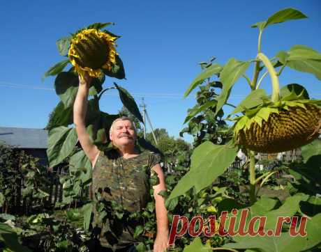 Подсолнечник культурное растение | Мой сад-огород

В России ученые-селекционеры масличных культур создали высокоурожайные, устойчивые к болезням сорта. Были выведены сорта разных групп: грызовой, масличный, межеумок. Окраска семян масличной группы преимущественно темно-серая со слабой полосатостью, черно-угольная, редко — серая с полосами; грызовой — серая с полосами, редко — белая.