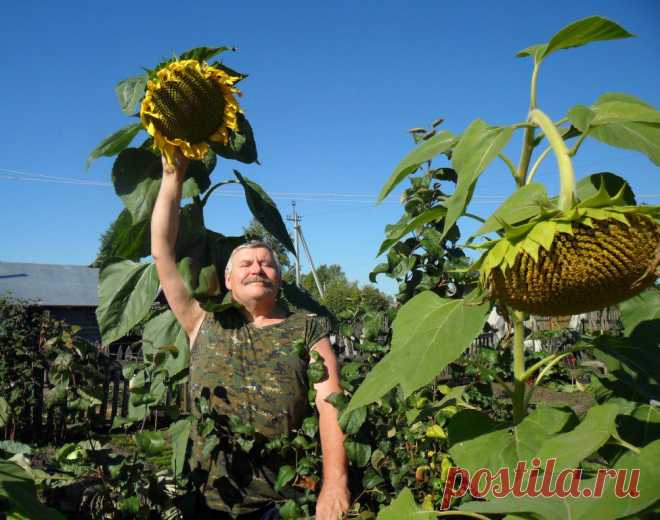 Подсолнечник культурное растение | Мой сад-огород

В России ученые-селекционеры масличных культур создали высокоурожайные, устойчивые к болезням сорта. Были выведены сорта разных групп: грызовой, масличный, межеумок. Окраска семян масличной группы преимущественно темно-серая со слабой полосатостью, черно-угольная, редко — серая с полосами; грызовой — серая с полосами, редко — белая.