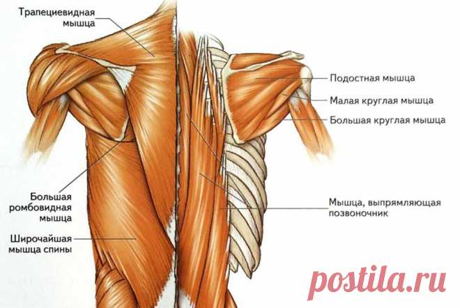 Тренировка спины: как тренировать и готовый пример
Одна из самых трудно тренируемых групп мышц, которая не только тяжело ощущается на тренировке, но и в повседневной жизни просто так не увидишь в зеркале. Что не скажешь о мышцах груди , плеч , ног и т.д. Мышцы спины формируют хорошие пропорции тела, а именно, визуально могут уменьшить размеры талии, за счет хорошо натренированных широчайших […]
Читай пост далее на сайте. Жми ⏫ссылку выше
