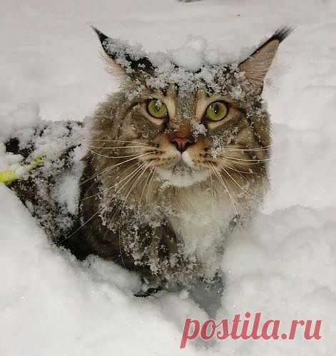 Фотография Мой ласковый и нежный зверь)))