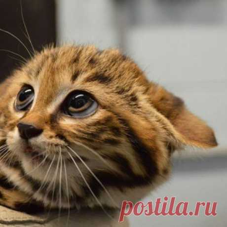 12 диких кошек, о существовании которых знают далеко не все