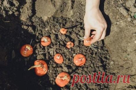 ГЛАДИОЛУСЫ. КОГДА И КАК САЖАТЬ
Гладиолусы. Когда и как их сажать? Если роза – признанная королева цветов, то гладиолус – король! Его великолепие и грациозность не оставят равнодушным ни одного ценителя изысканных растений. Ни один цветок не сравнится с ним по разнообразию форм и размеров венчика, а особенно по цветовой гамме, которая включает в себя разные оттенки от белого до практически черного. Селекционные достижения в работе с гладиолусами достигли таких высот, что способны удовлетворить л