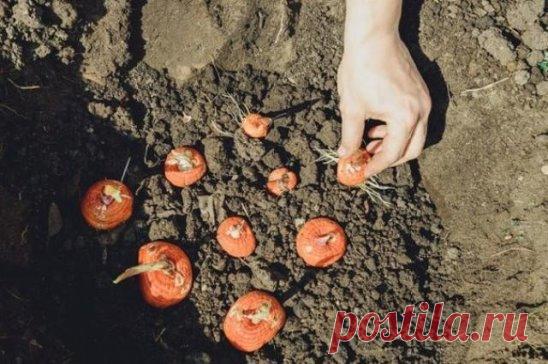 ГЛАДИОЛУСЫ. КОГДА И КАК САЖАТЬ
Гладиолусы. Когда и как их сажать? Если роза – признанная королева цветов, то гладиолус – король! Его великолепие и грациозность не оставят равнодушным ни одного ценителя изысканных растений. Ни один цветок не сравнится с ним по разнообразию форм и размеров венчика, а особенно по цветовой гамме, которая включает в себя разные оттенки от белого до практически черного. Селекционные достижения в работе с гладиолусами достигли таких высот, что способны удовлетворить л