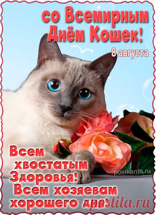 Если ты любитель кошек,
Да пушистый и хороший..
Поздравляю с КОТОстрофой!
Ну, а что, звучит неплохо.