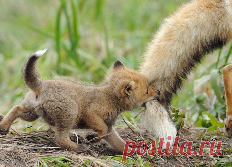 Трогательные моменты из жизни животных и их детёнышей / Питомцы